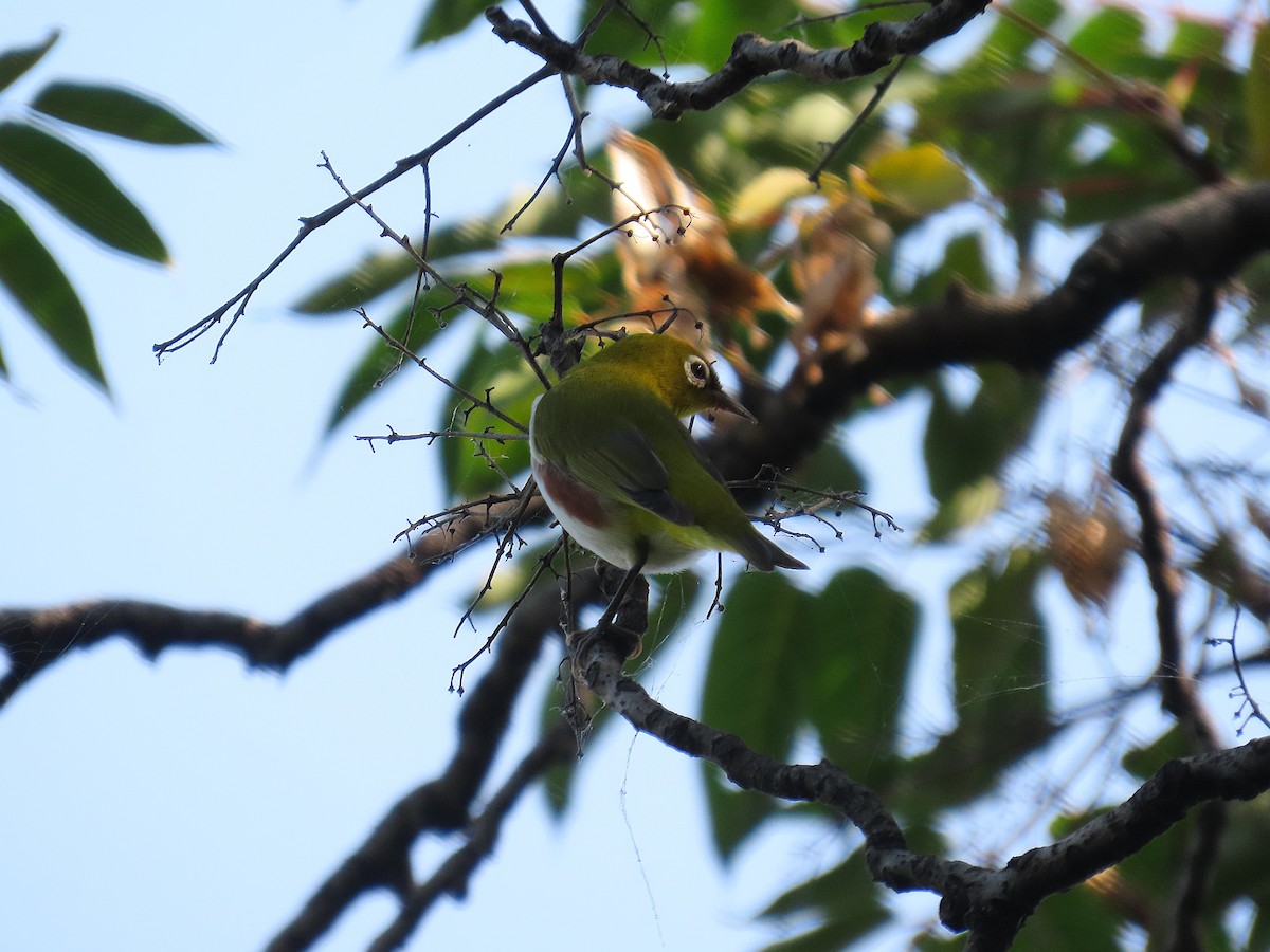 Chestnut-flanked White-eye - ML642200726