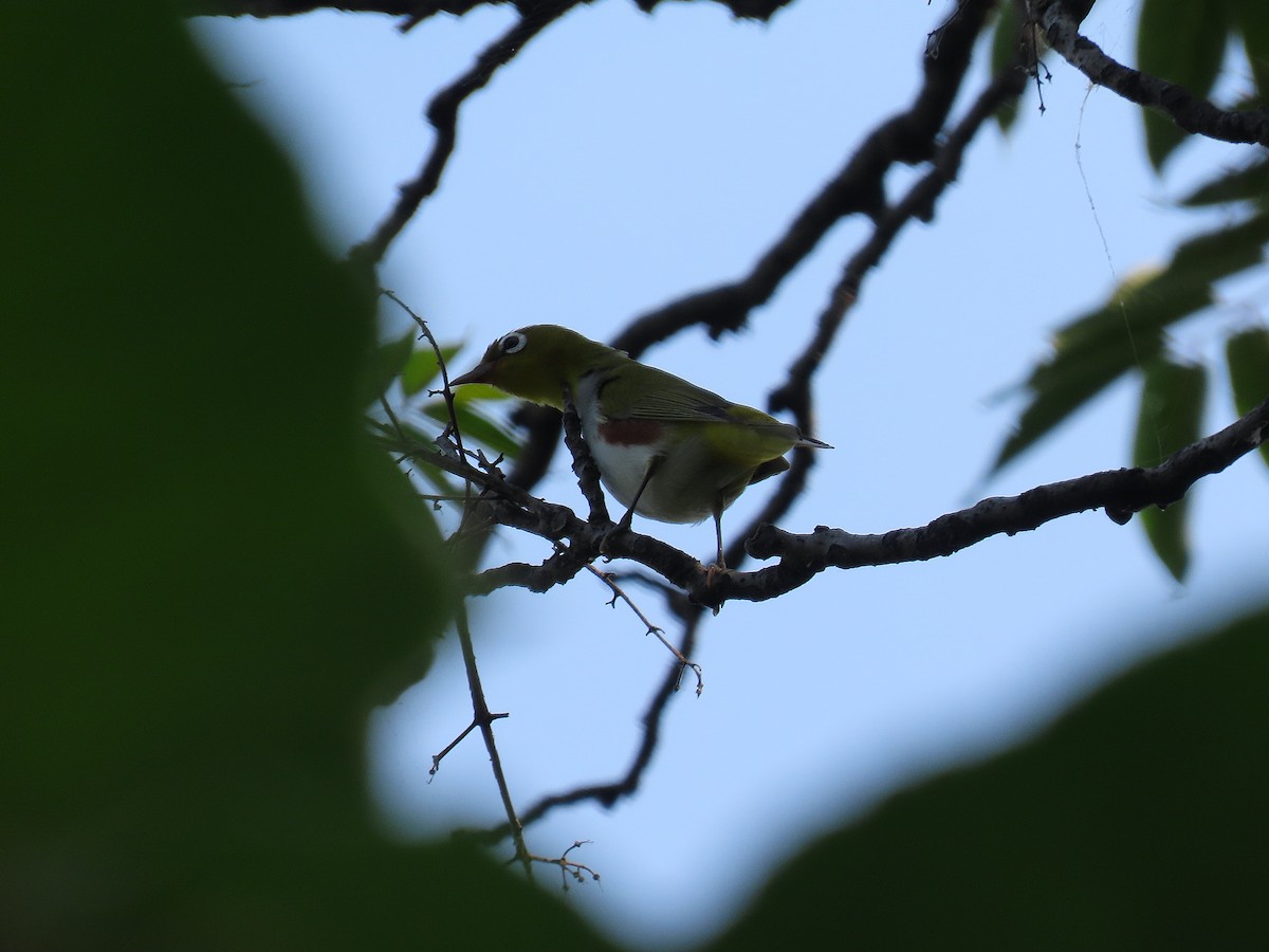 Chestnut-flanked White-eye - ML642200727