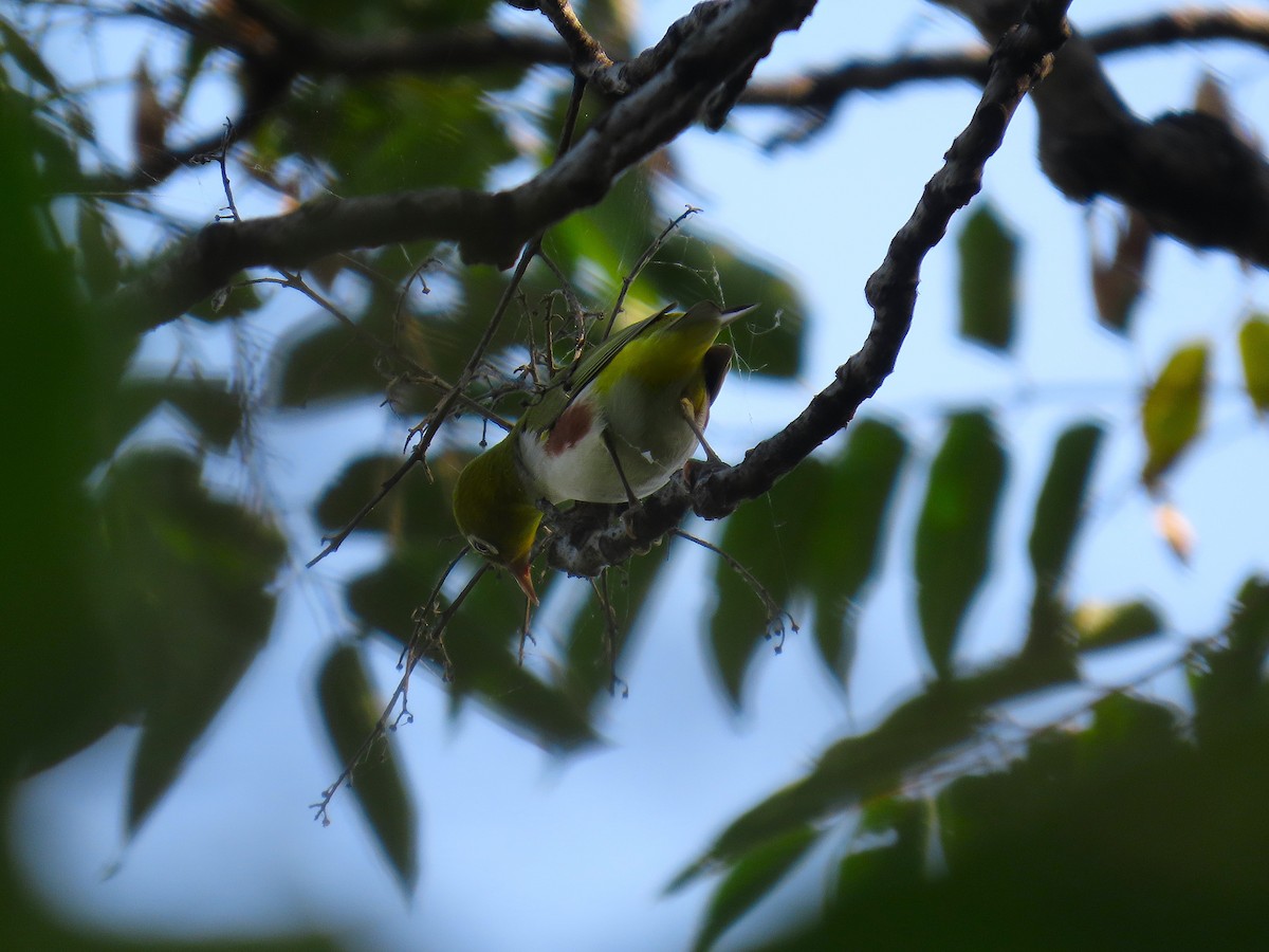 Chestnut-flanked White-eye - ML642200728