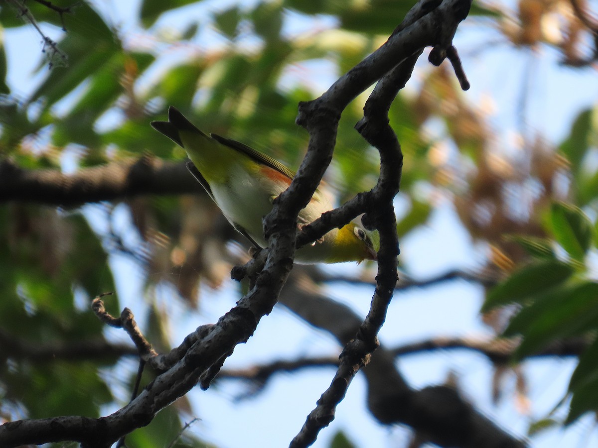 Chestnut-flanked White-eye - ML642200729