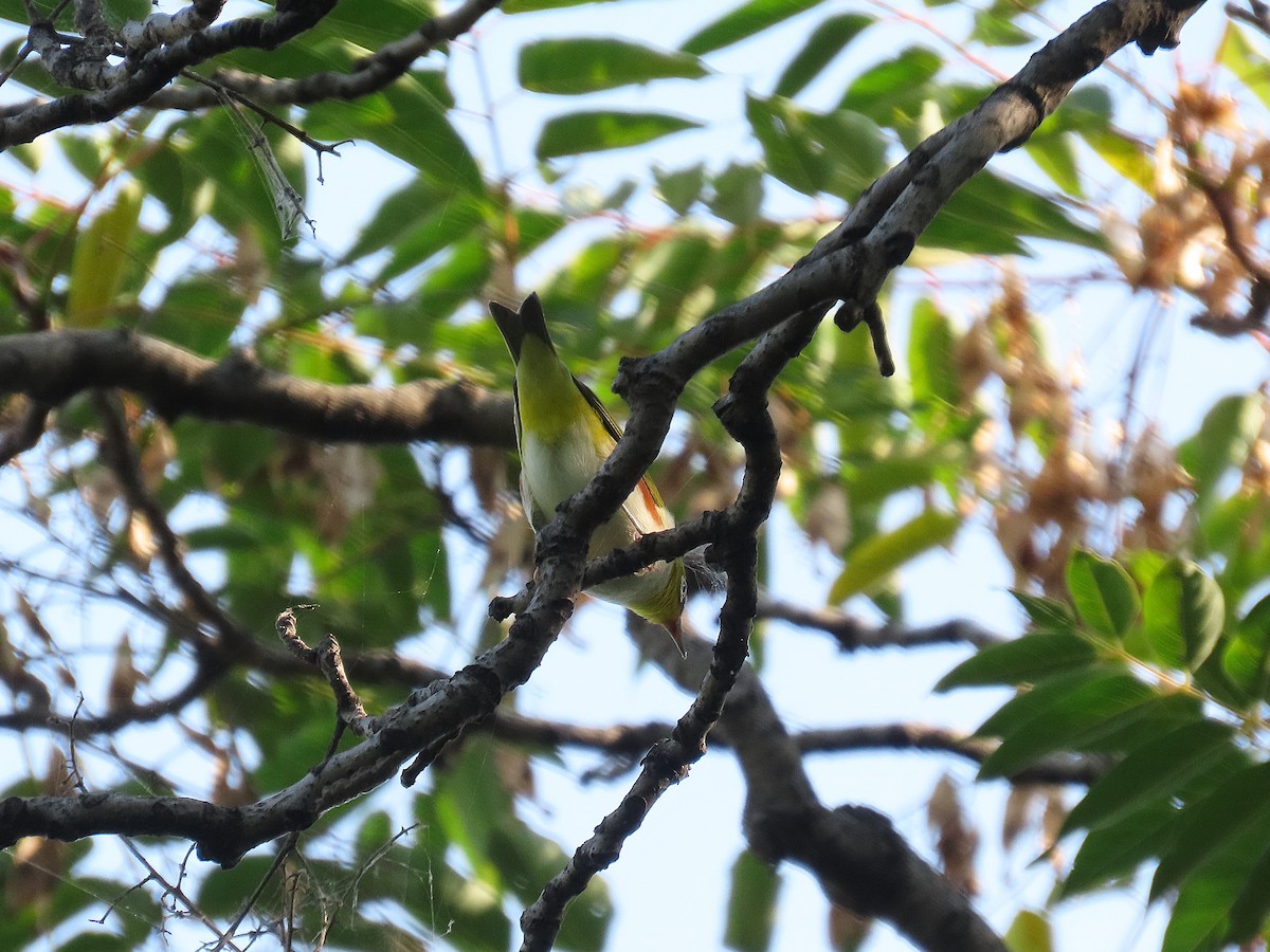 Chestnut-flanked White-eye - ML642200730