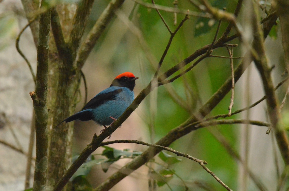 Swallow-tailed Manakin - ML642200733