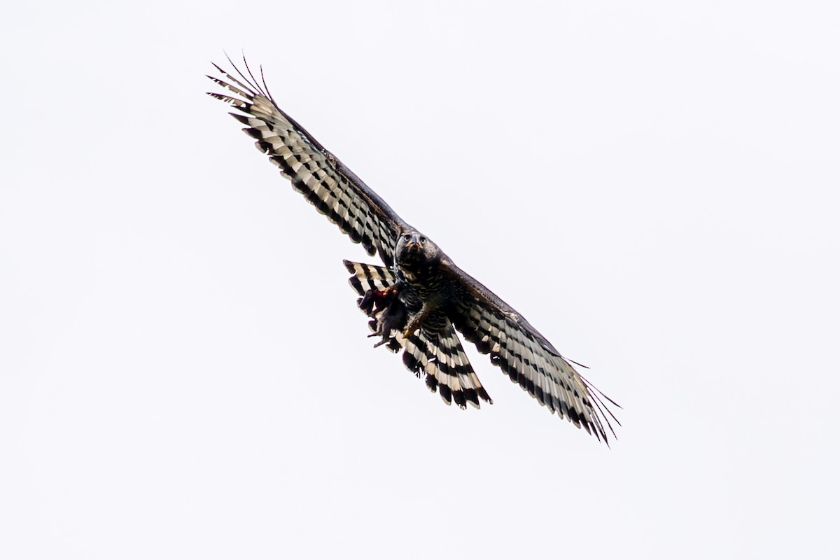Crowned Eagle - ML642200750