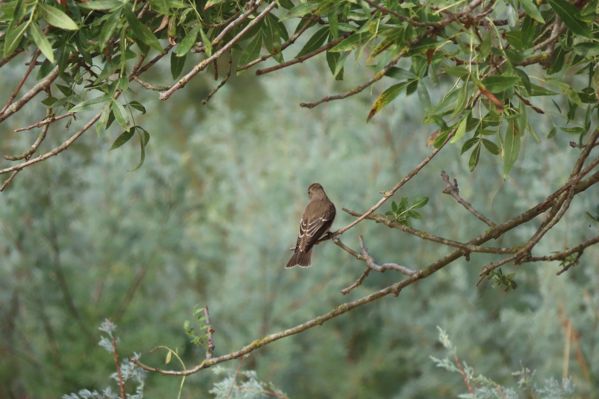 Spotted Flycatcher - ML642200757