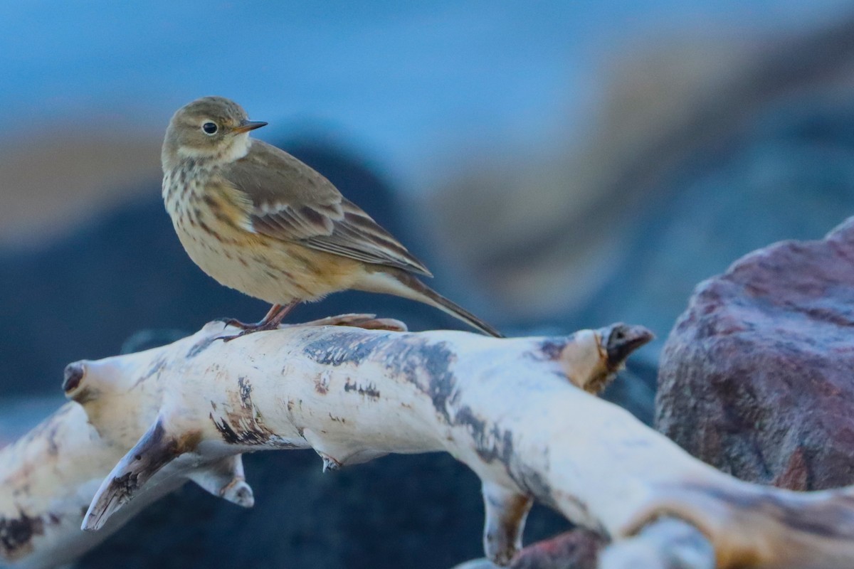 American Pipit - ML642200760