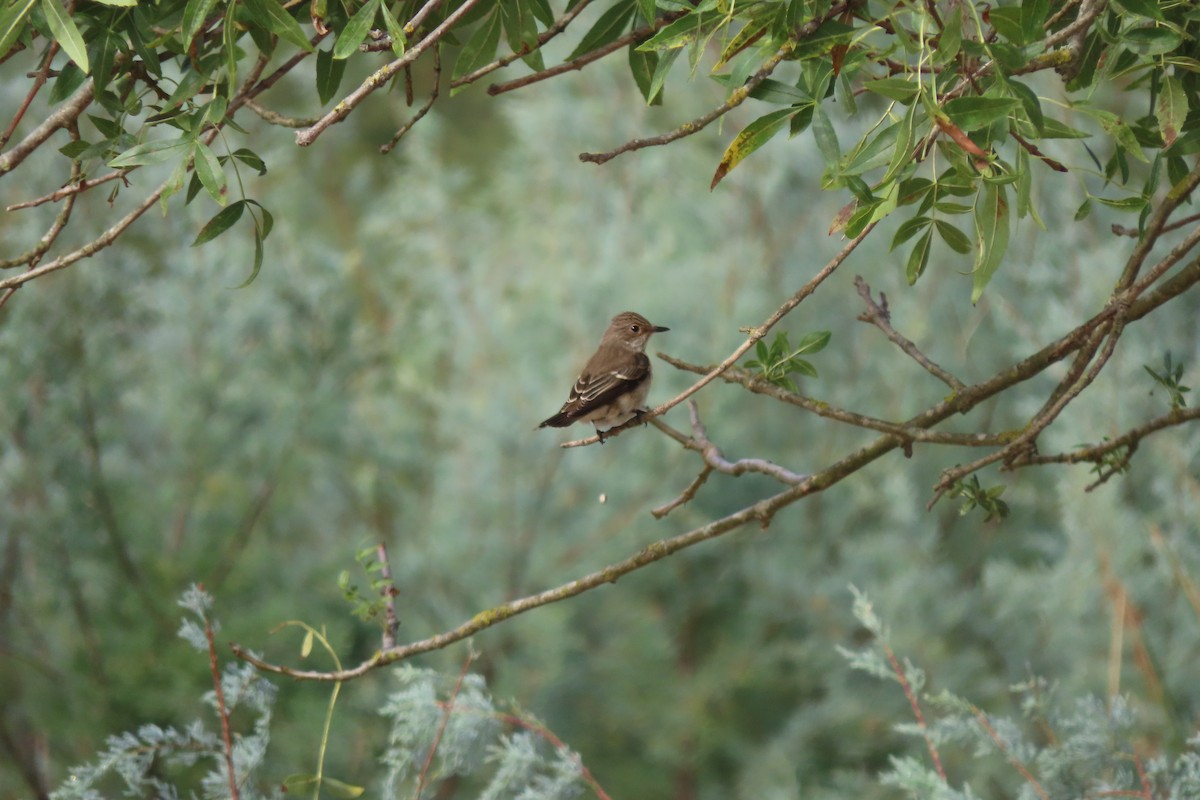 Spotted Flycatcher - ML642200776