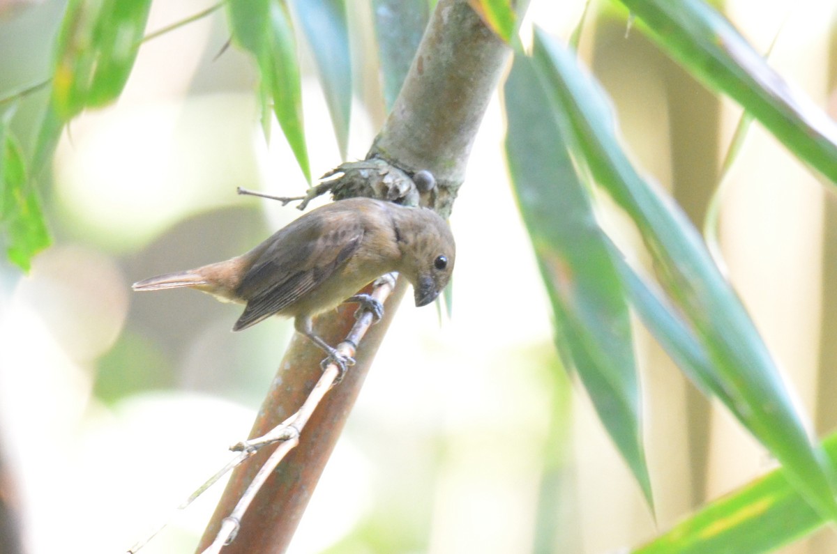 Temminck's Seedeater - ML642200787