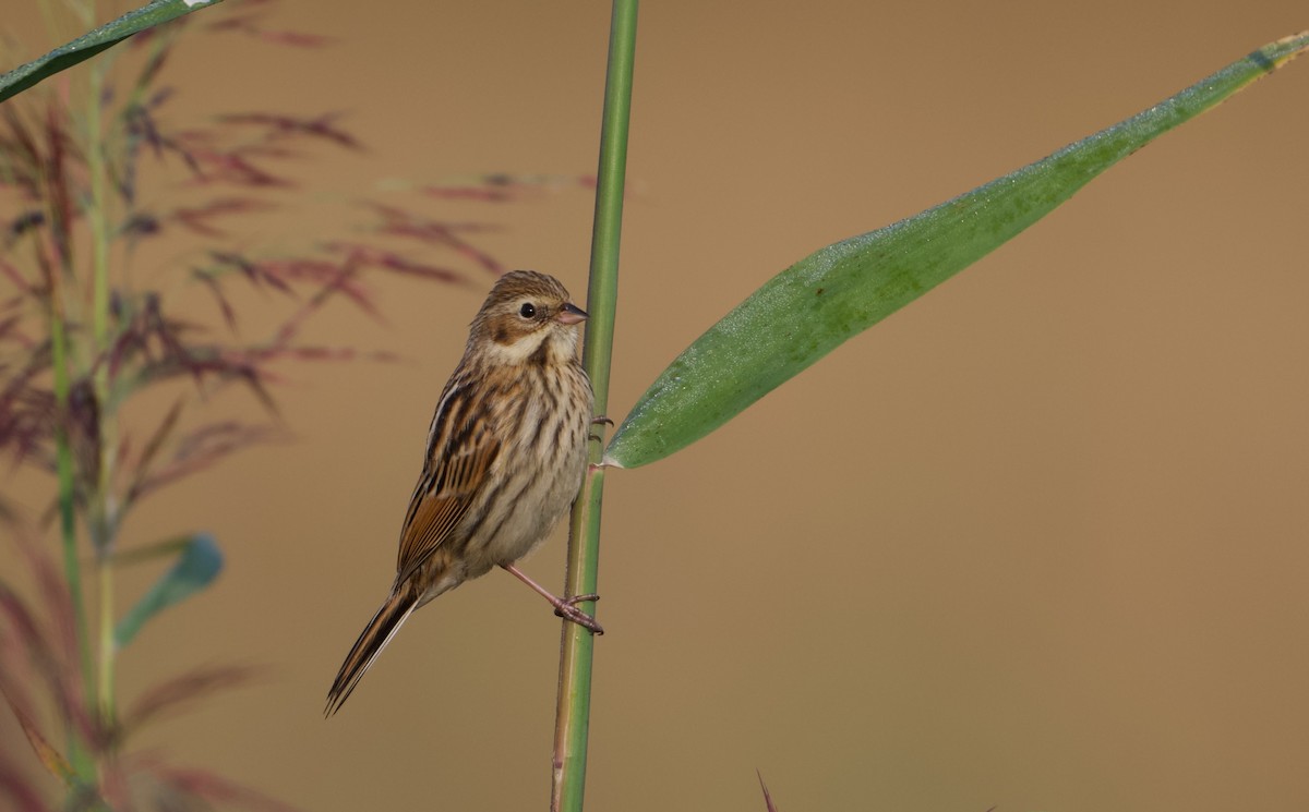 Pallas's Bunting - ML642200789