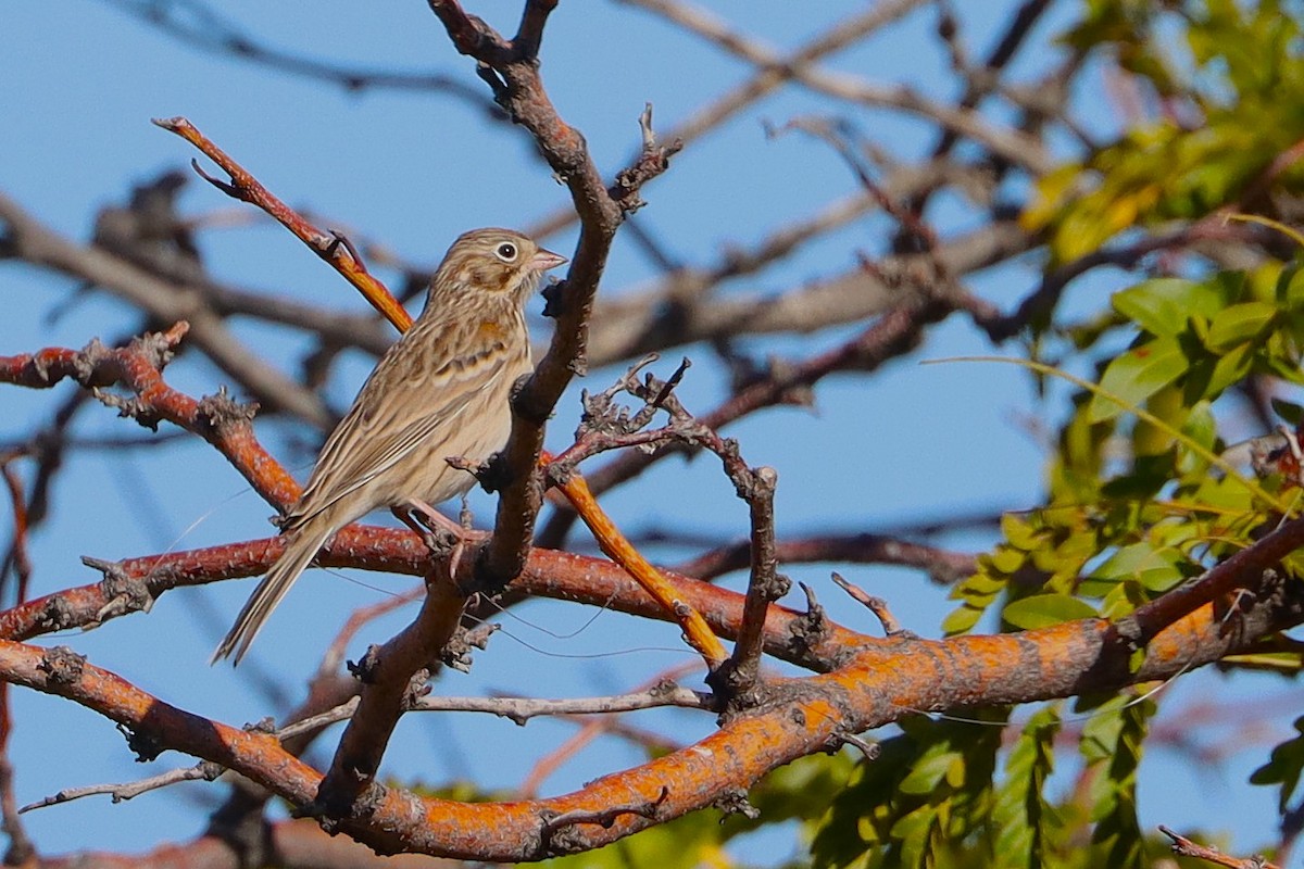 Vesper Sparrow - ML642200790