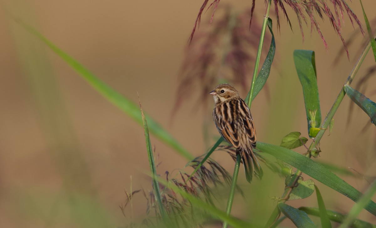 Pallas's Bunting - ML642200791