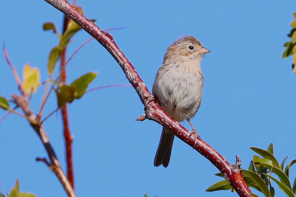 Brewer's Sparrow - ML642200792