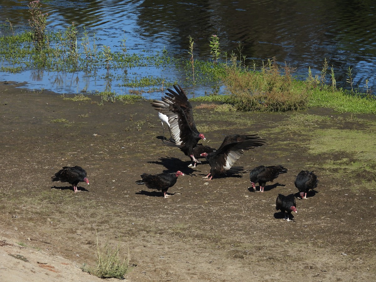 Turkey Vulture - ML642200793