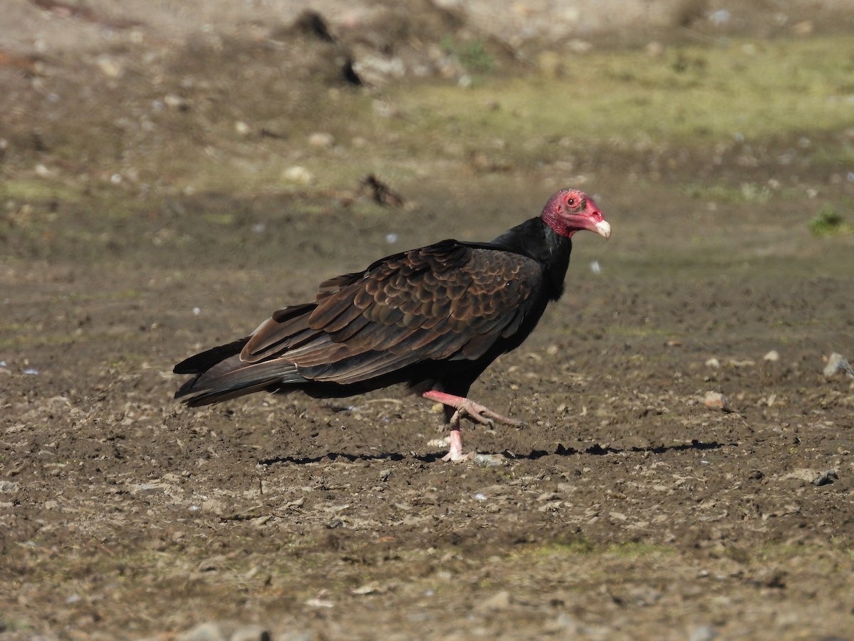 Turkey Vulture - ML642200796