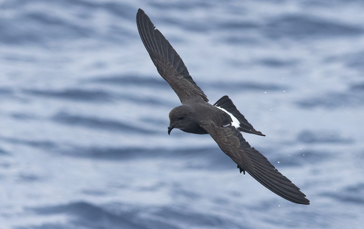 Black-bellied Storm-Petrel - ML642200800