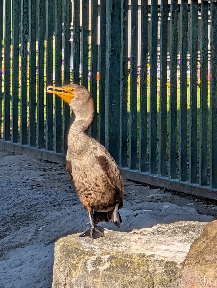 Double-crested Cormorant - ML642200802