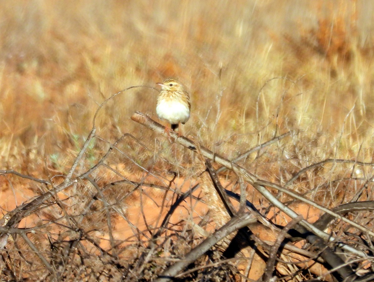 Australian Pipit - ML642200816