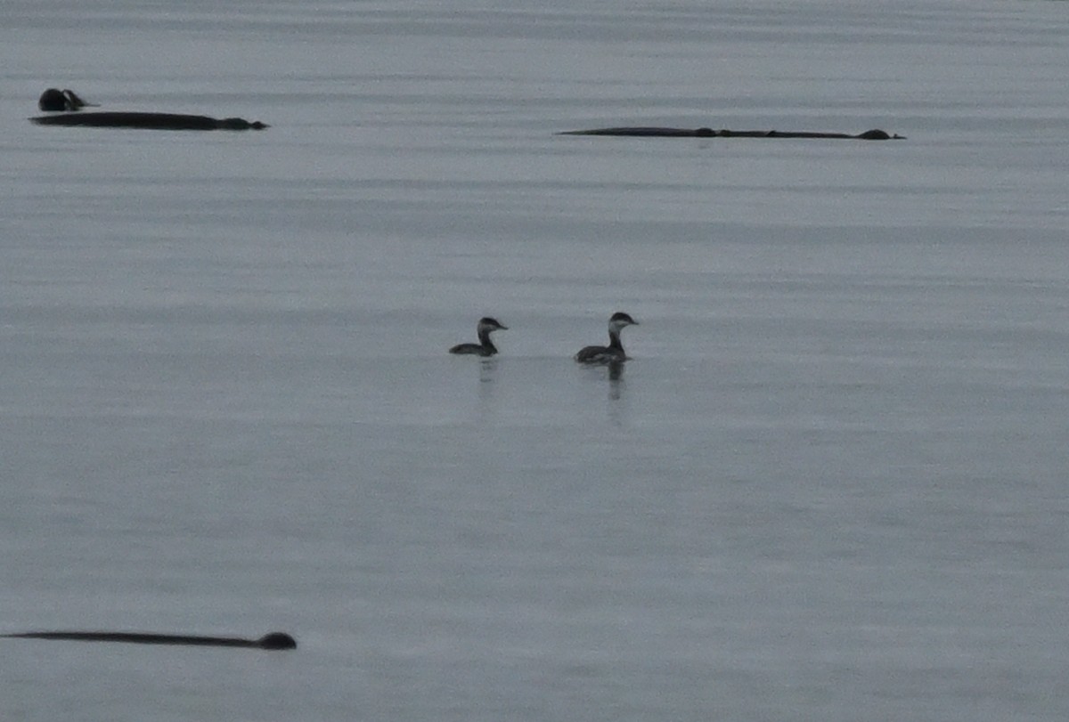 Horned Grebe - ML642200818