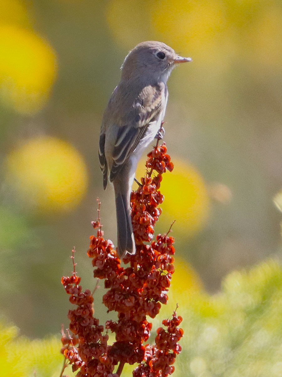 Dusky Flycatcher - ML642200820