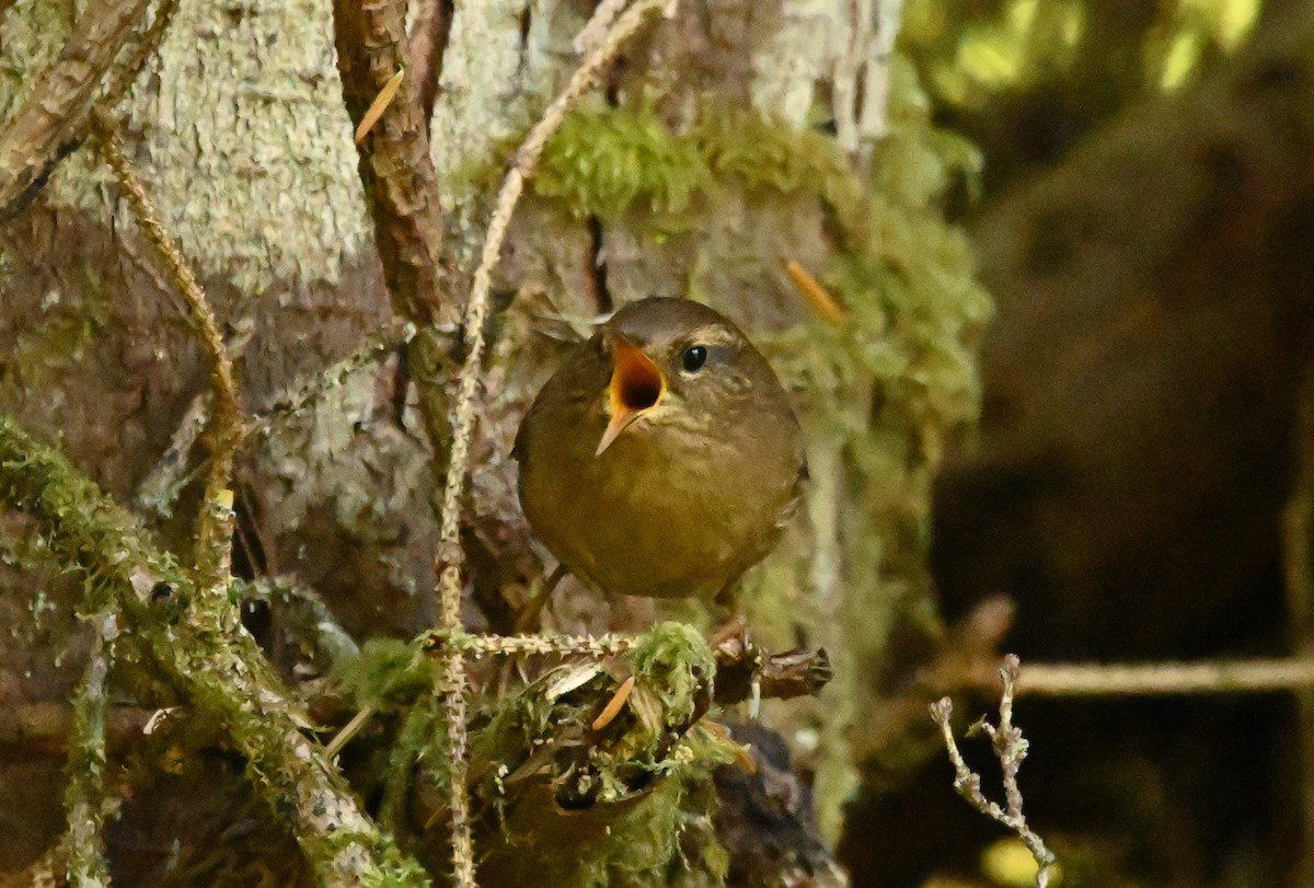 Pacific Wren - ML642200826