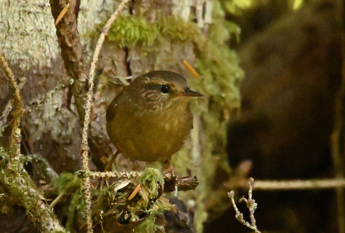 Pacific Wren - ML642200827