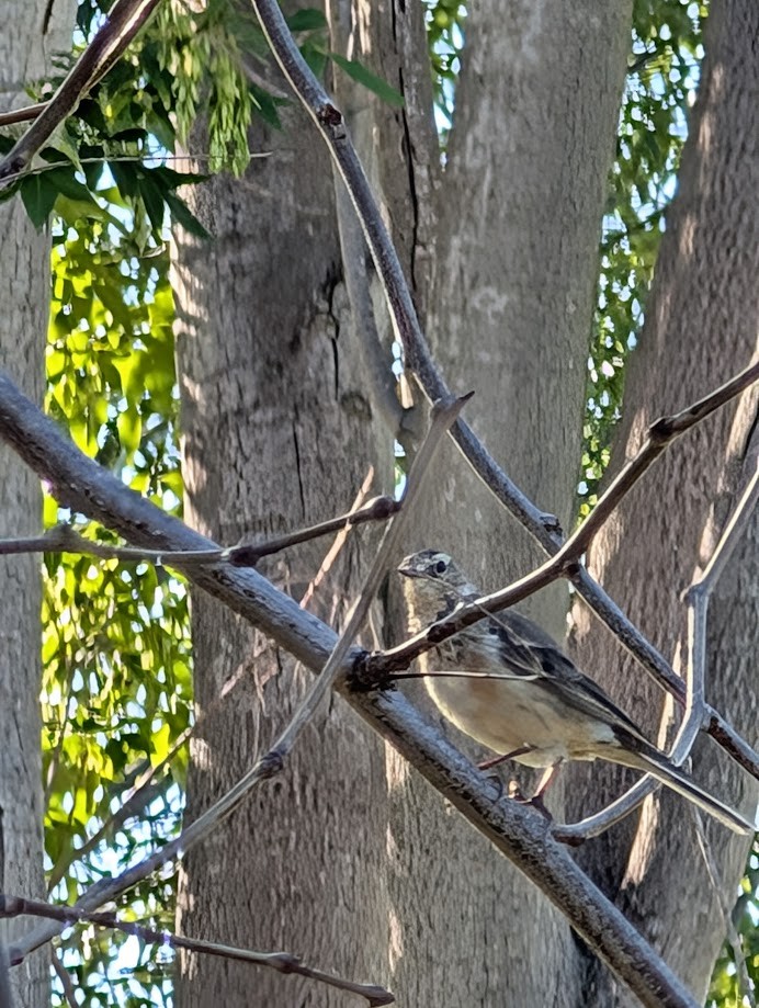American Pipit - ML642200829