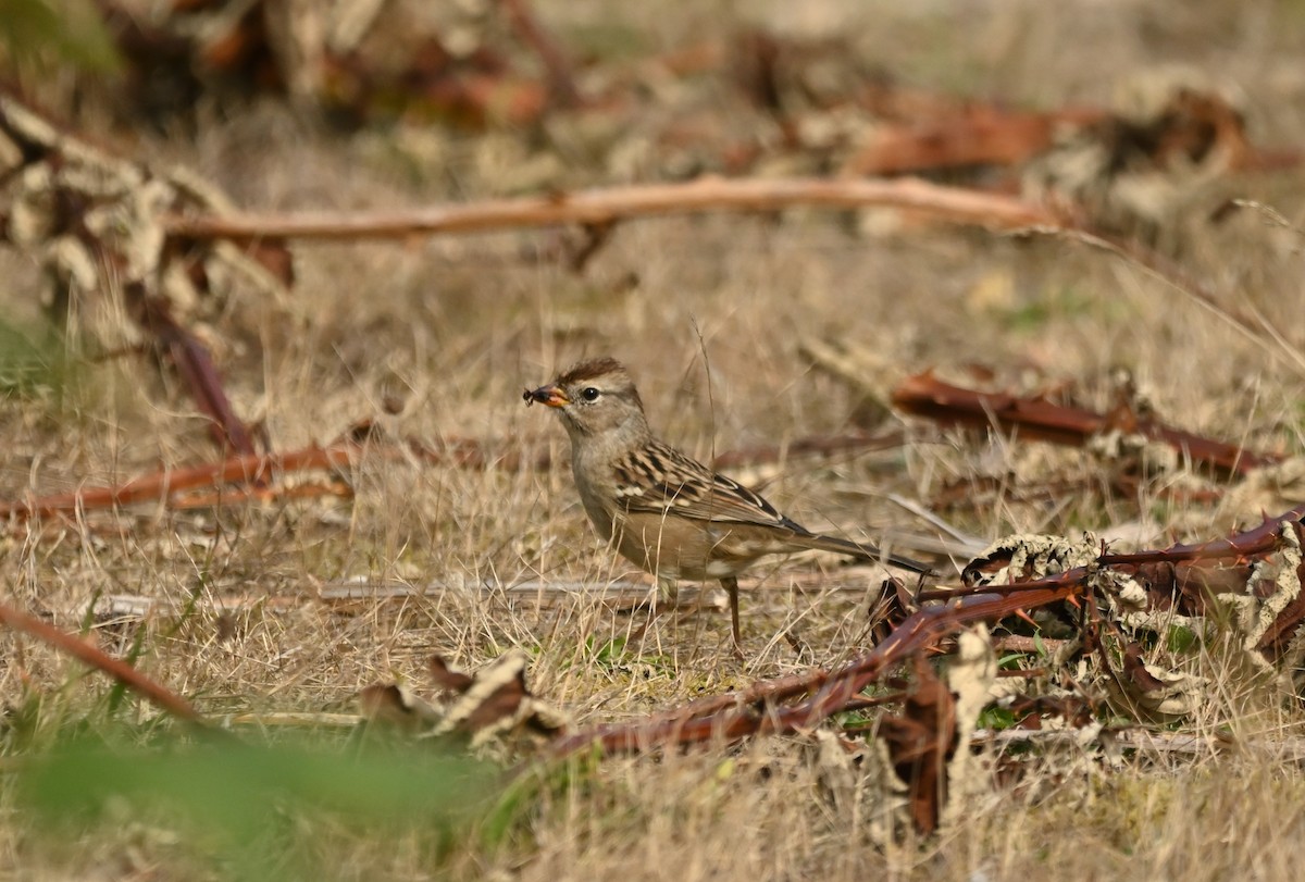 White-crowned Sparrow - ML642200834