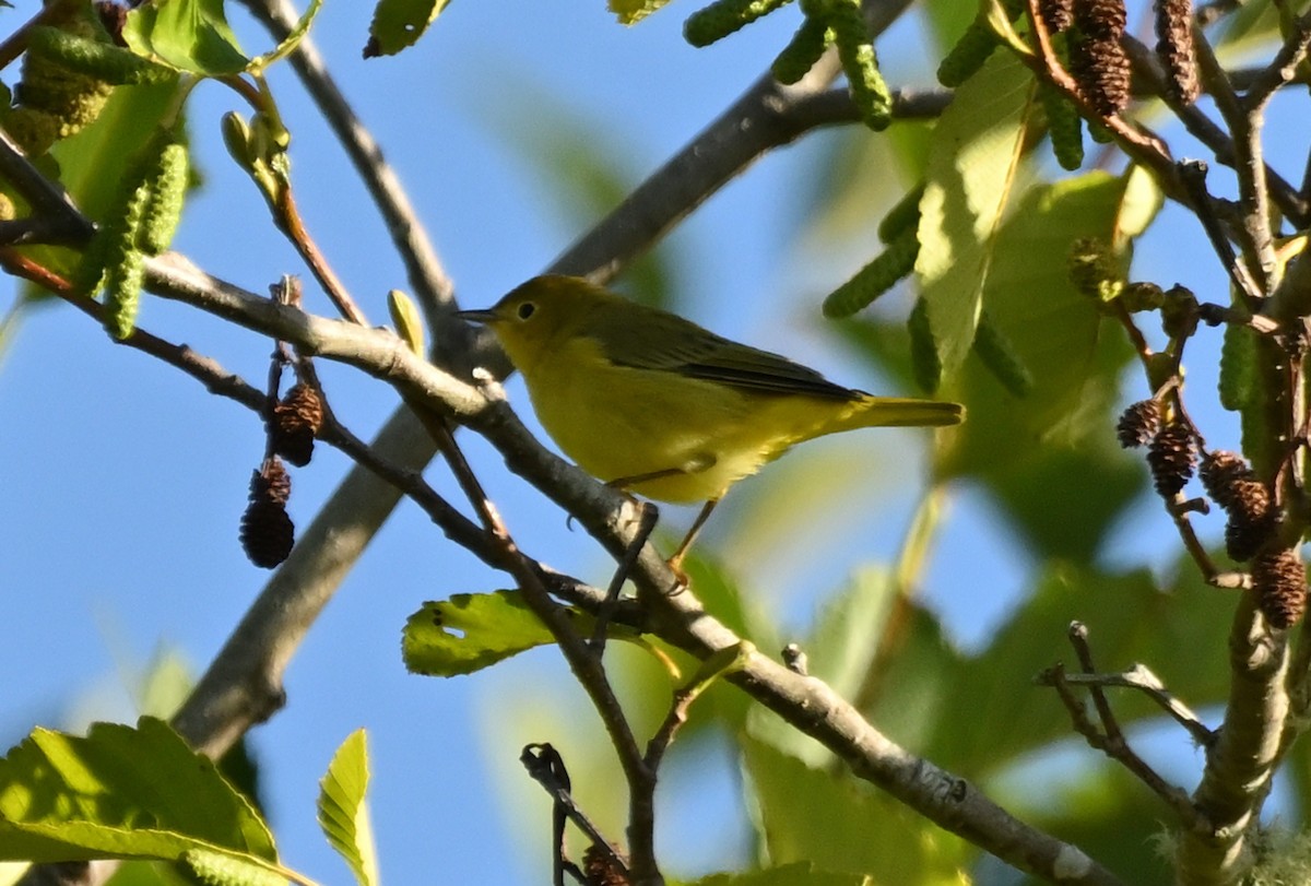 Yellow Warbler - ML642200838