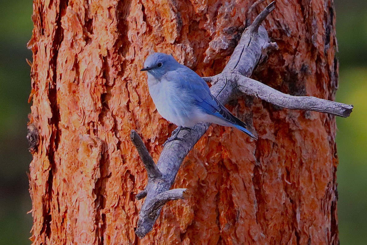 Mountain Bluebird - ML642200840