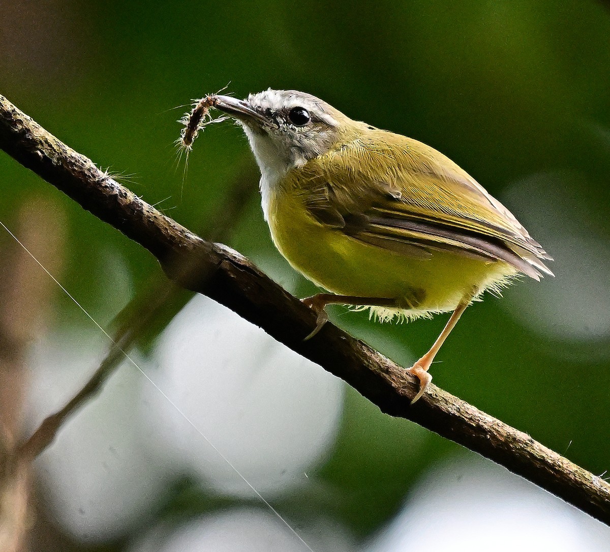 Yellow-bellied Warbler - ML642200850