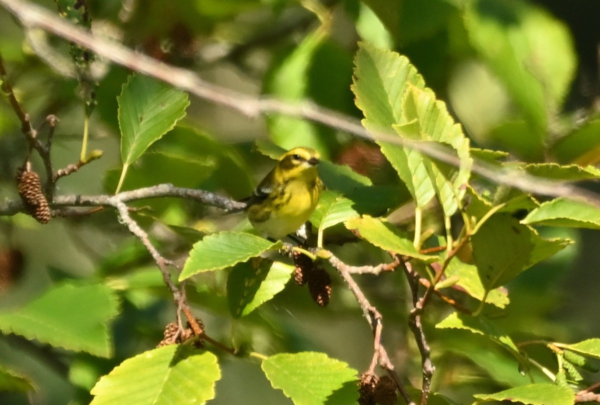 Townsend's Warbler - ML642200851