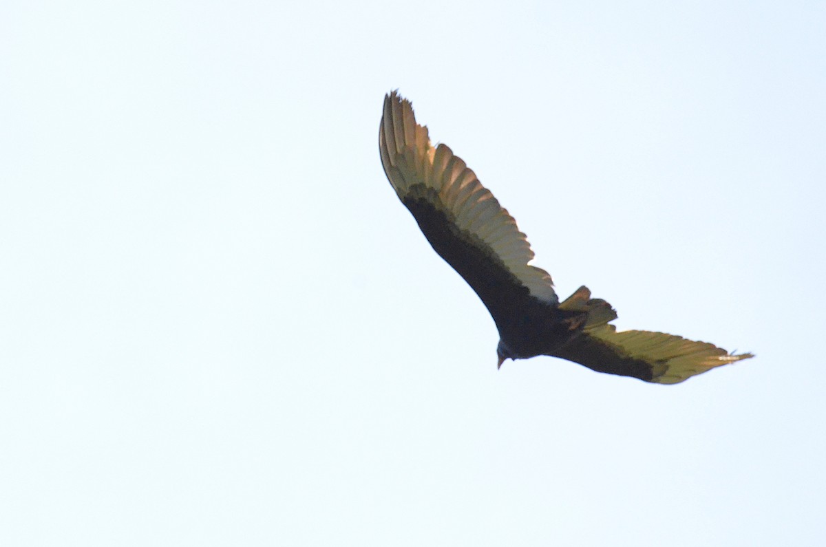 Turkey Vulture - ML642200863