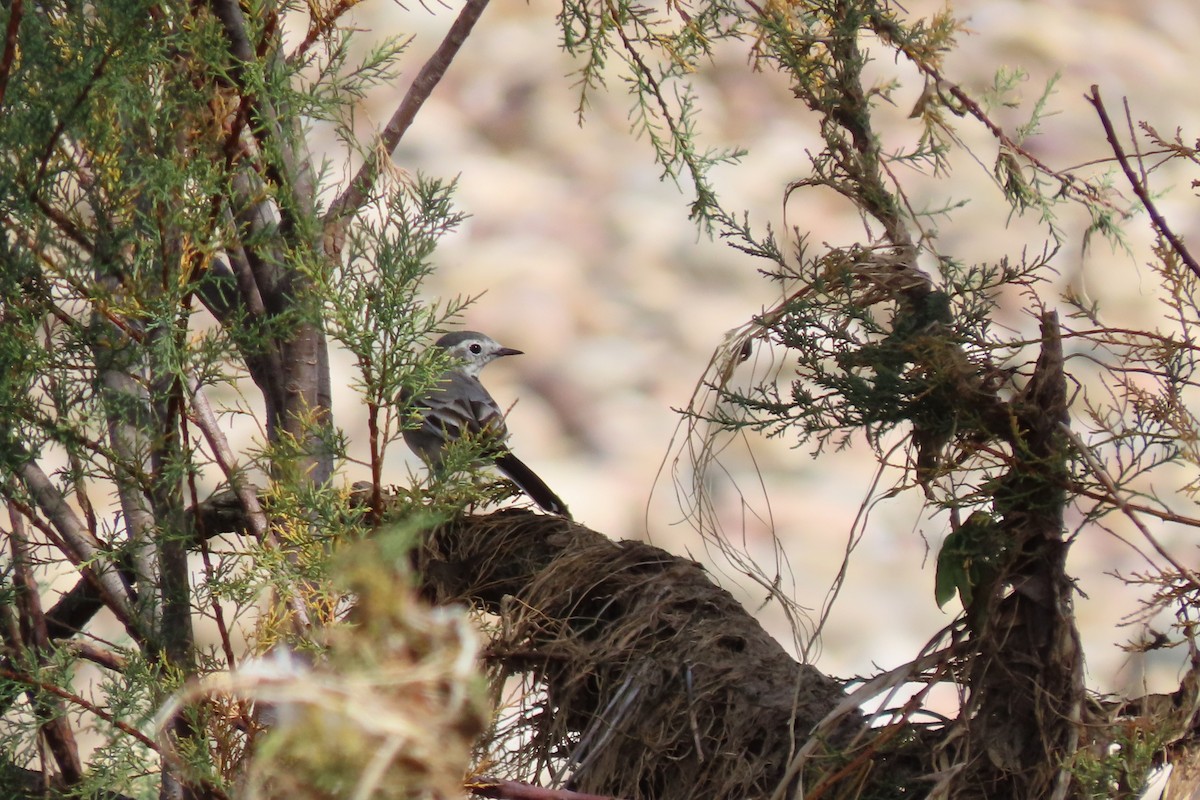 White Wagtail - ML642200868