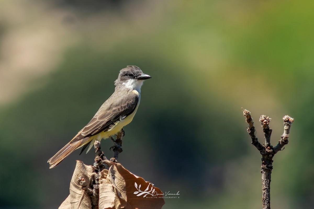 Thick-billed Kingbird - ML642200871