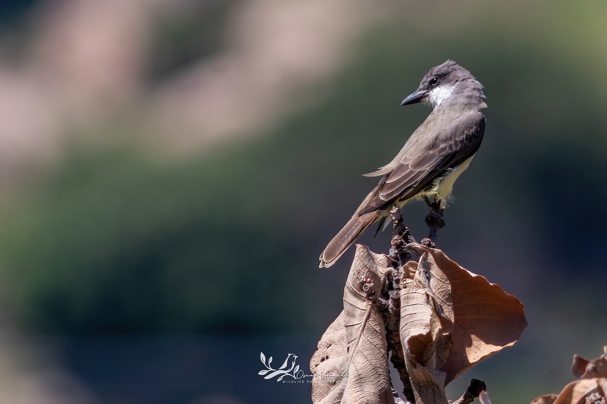 Thick-billed Kingbird - ML642200872