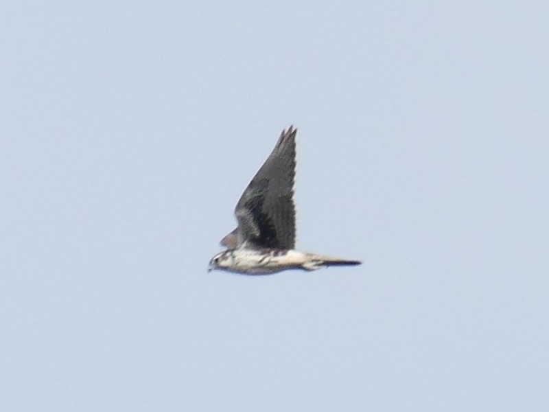 Prairie Falcon - ML642200873