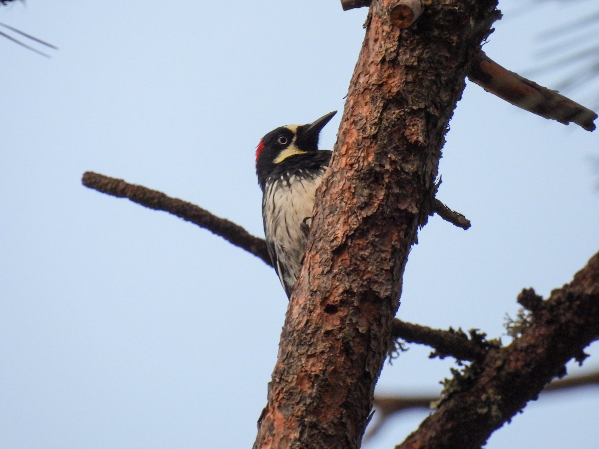 Acorn Woodpecker - ML642200890