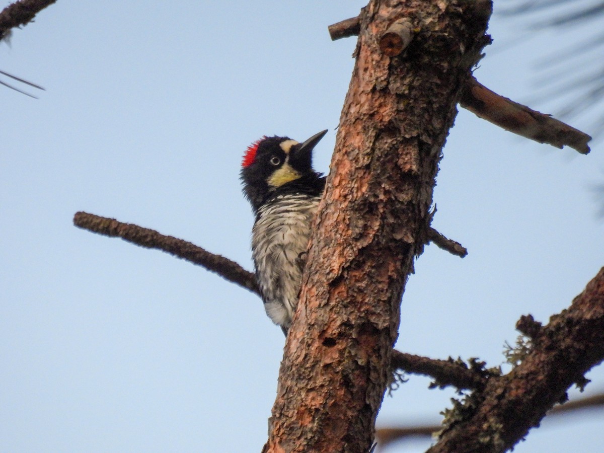 Acorn Woodpecker - ML642200891