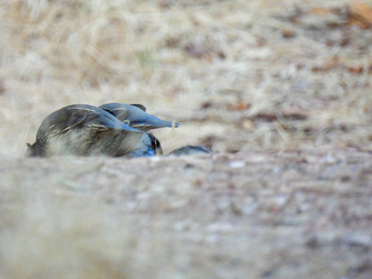 California Quail - ML642200899