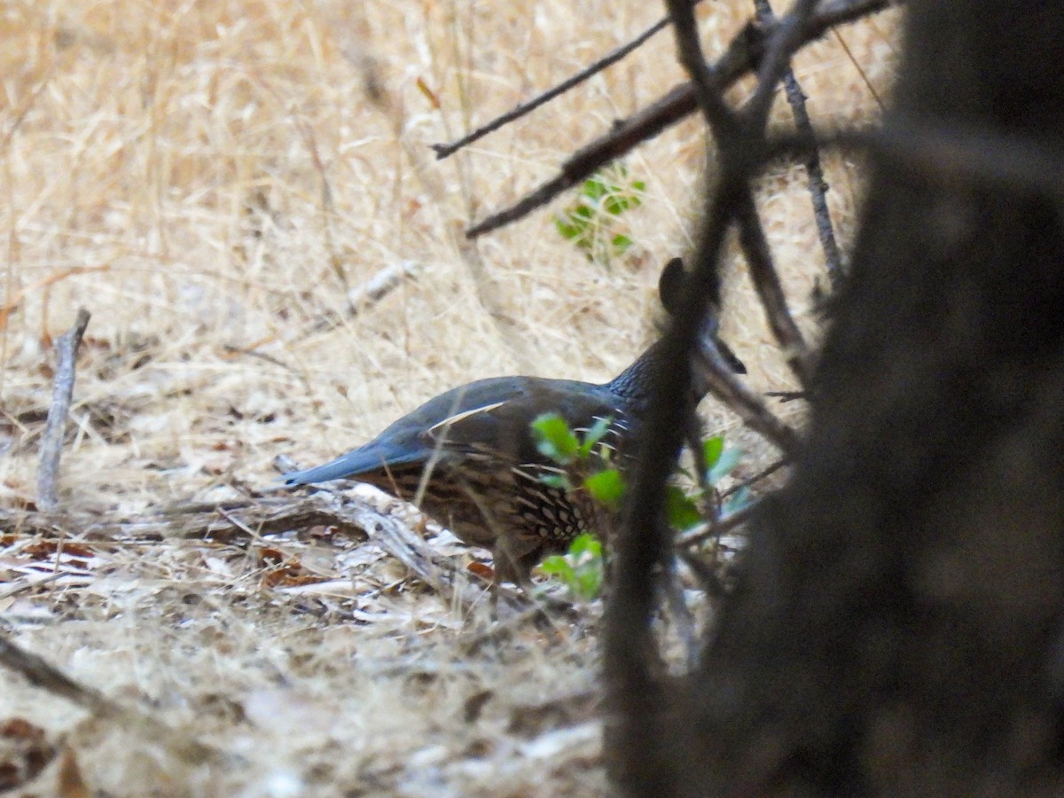 California Quail - ML642200900