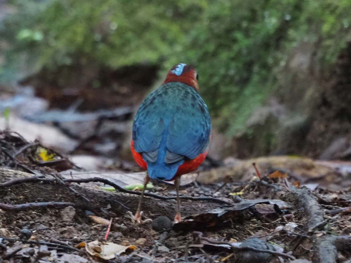 Sulawesi-Blaubrustpitta - ML642200908