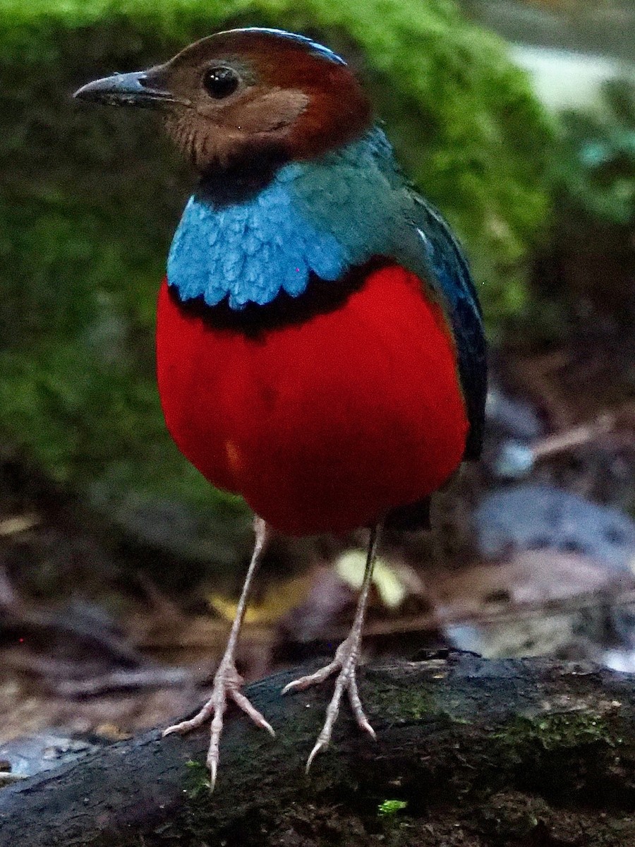 Sulawesi-Blaubrustpitta - ML642200909