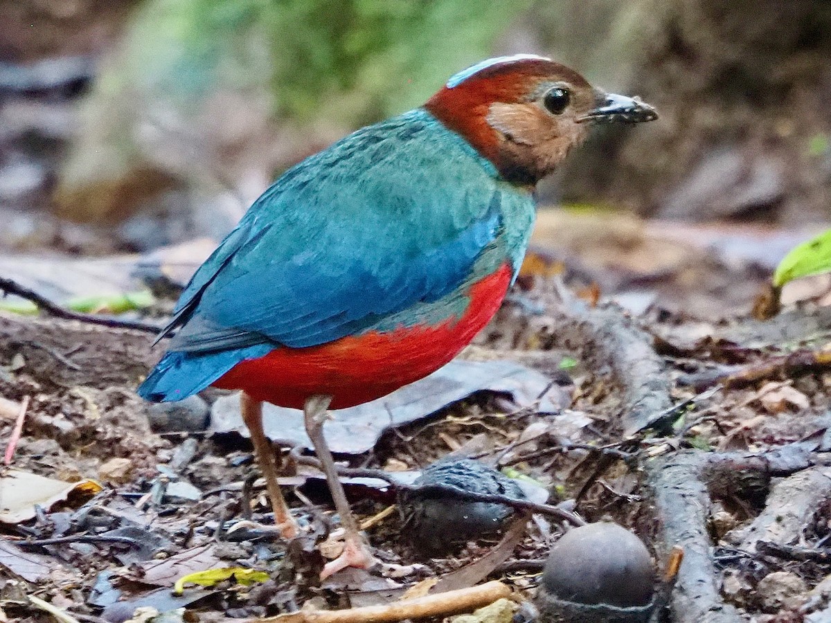 Sulawesi Pitta - ML642200910