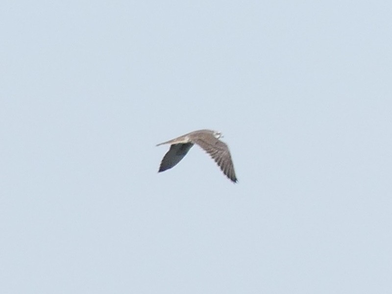 Prairie Falcon - ML642200927