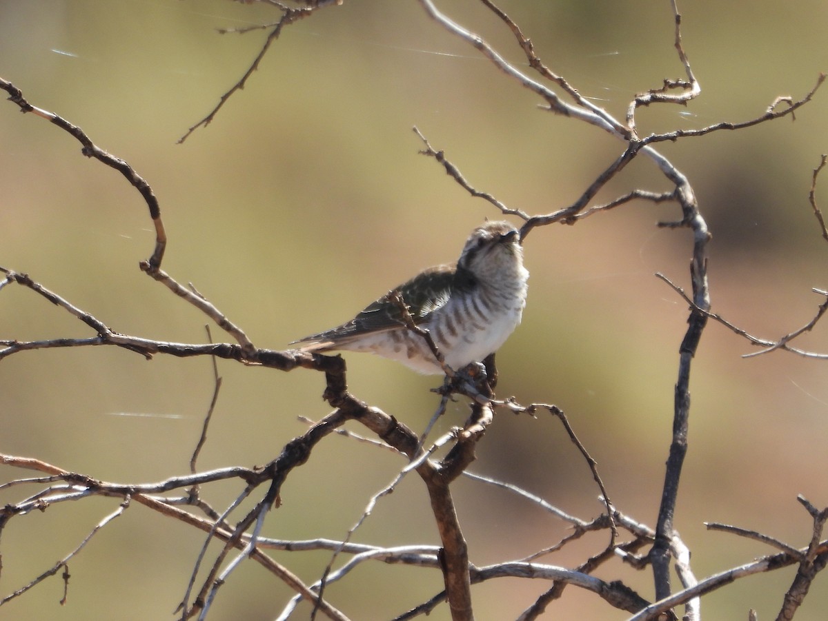 Horsfield's Bronze-Cuckoo - ML642200942