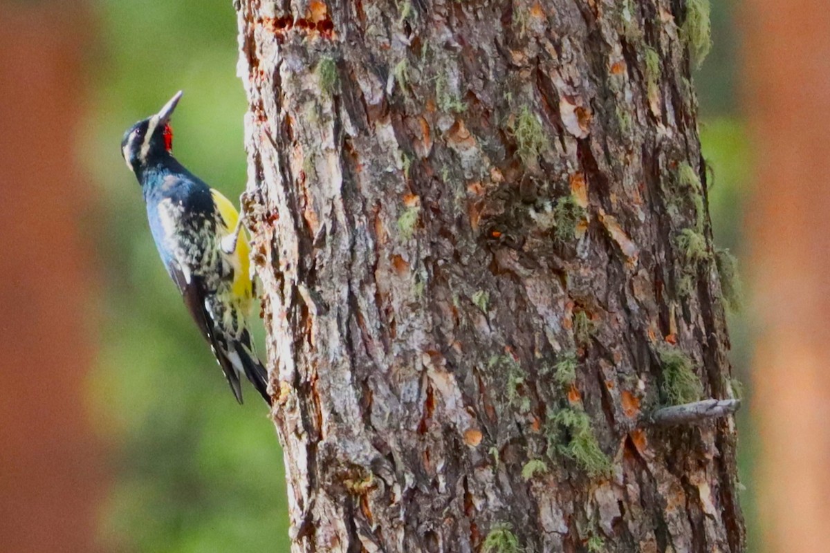 Williamson's Sapsucker - ML642200964
