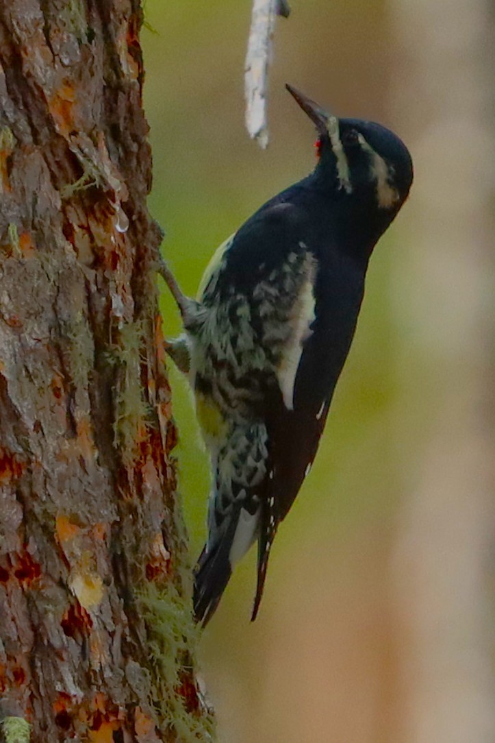 Williamson's Sapsucker - ML642200965