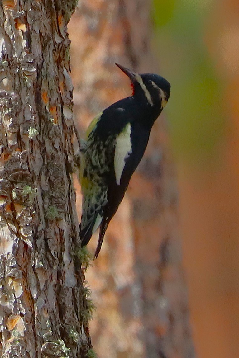 Williamson's Sapsucker - ML642200966