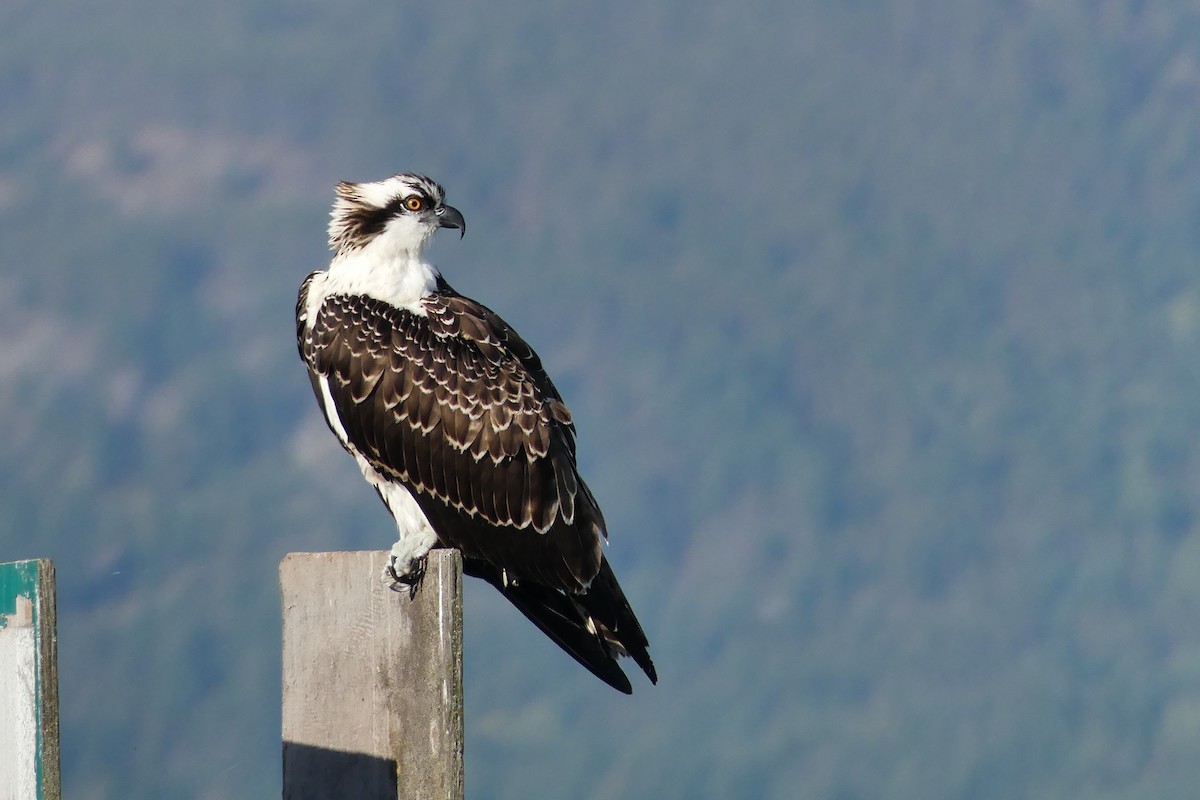 Osprey - ML642200967