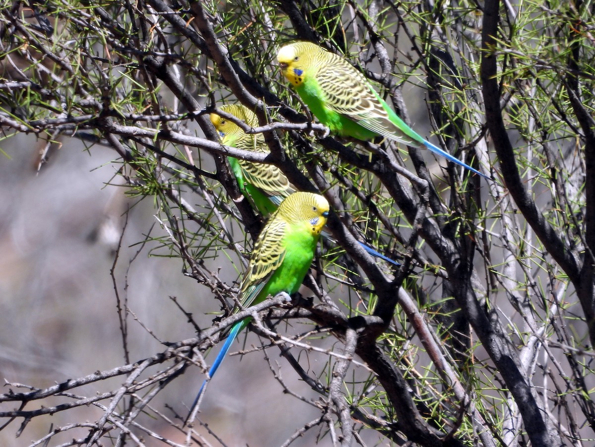 Budgerigar - ML642200977