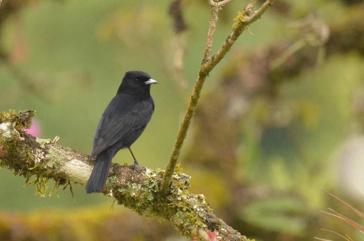 Velvety Black-Tyrant - ML642200983